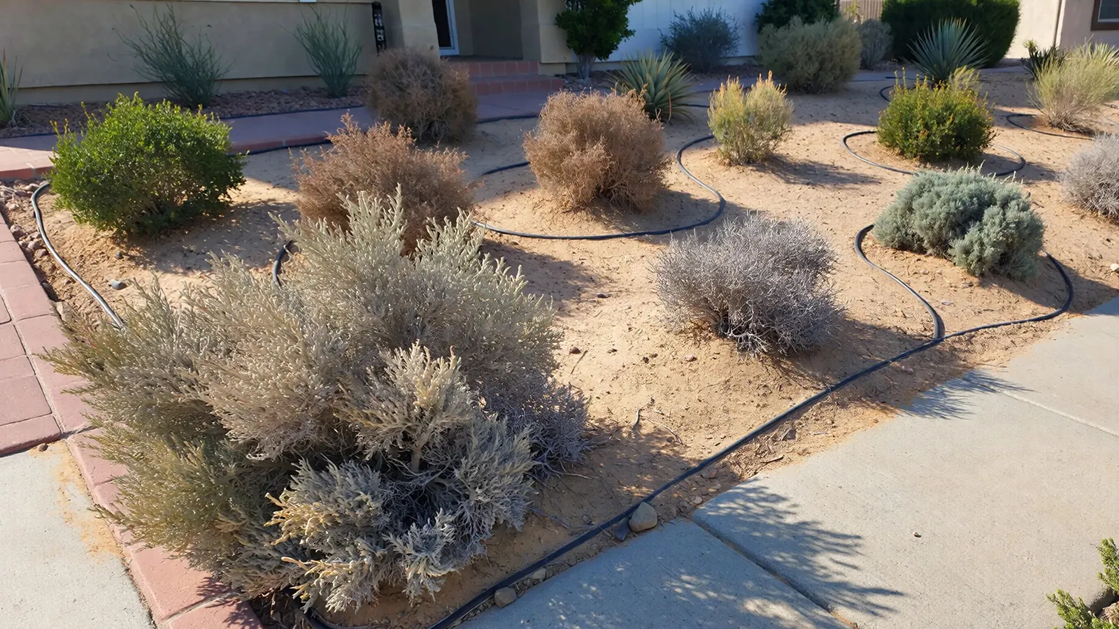 Newly planted drought-tolerant shrubs in a suburban front yard showing mild heat stress during summer.
