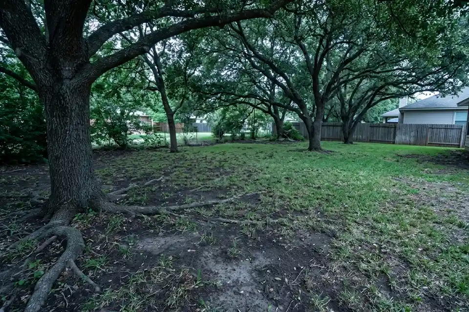 Patchy backyard grass failing to fill in beneath mature trees in deep shade with exposed soil and surface roots