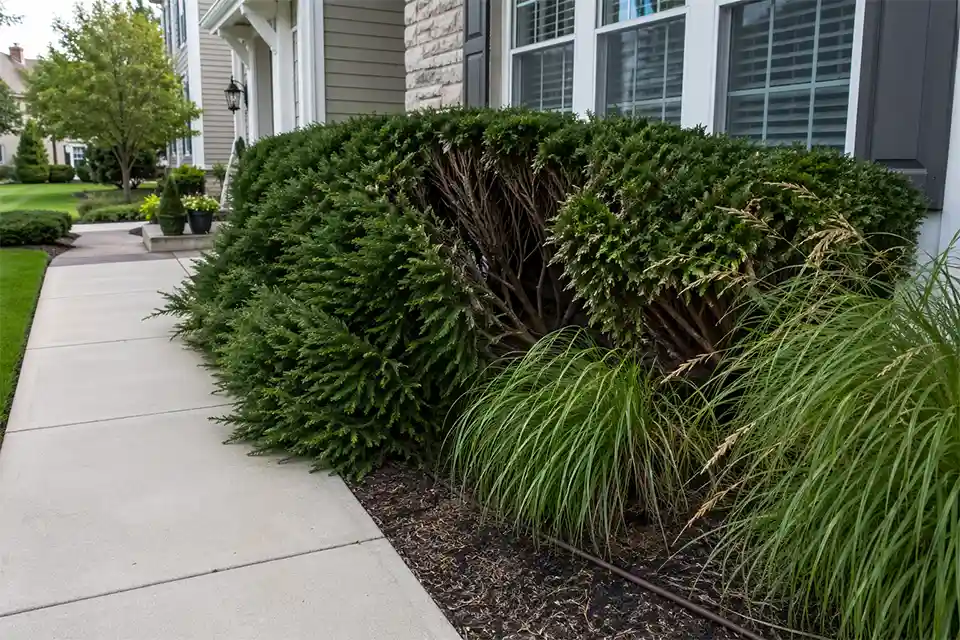 Narrow front foundation bed with oversized shrubs and ornamental grasses crowding the walkway and windows