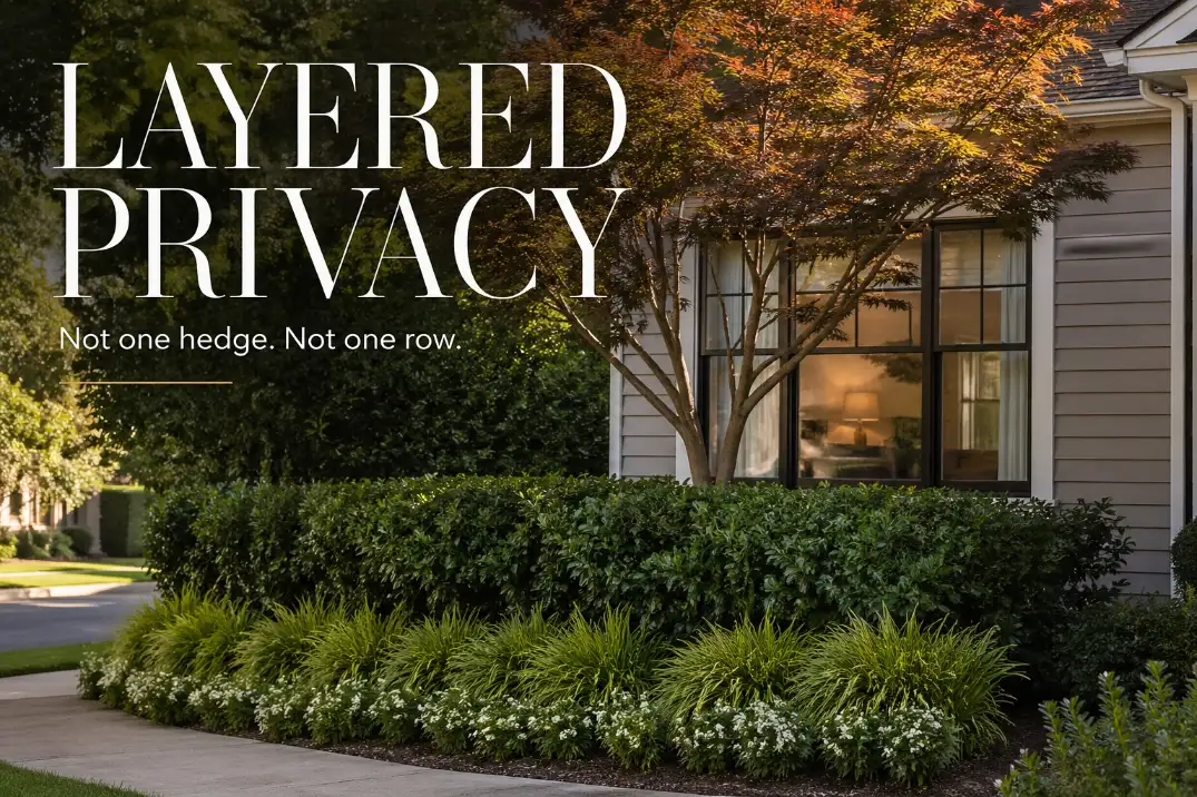 Layered front yard privacy planting with low plants, dense shrubs, and a small tree screening a street-facing window without a fence.