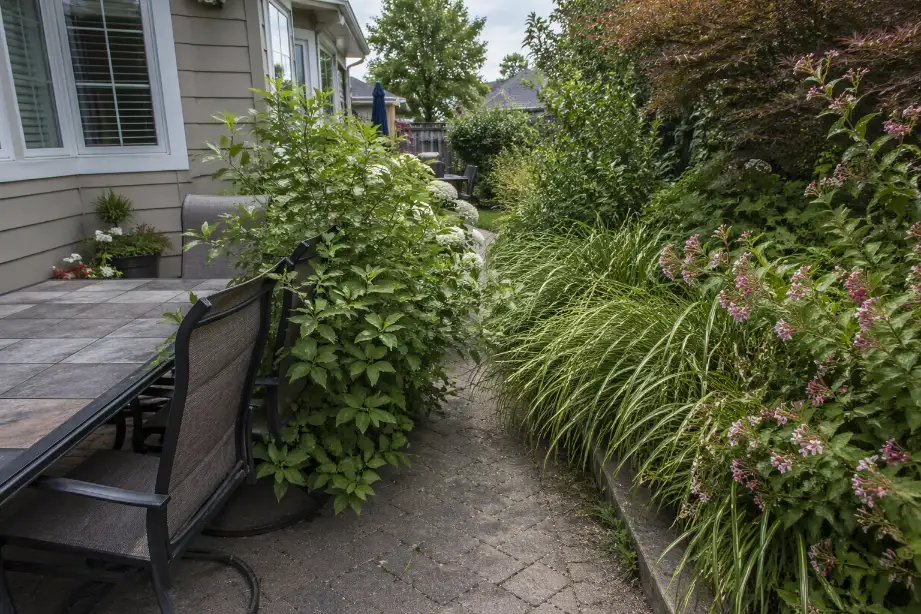 Overgrown backyard plants narrowing a patio path and crowding outdoor seating