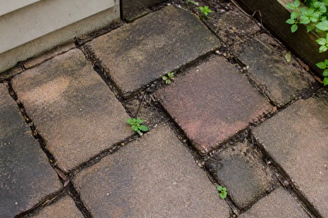Paver patio joints with missing sand, weeds, and trapped debris that make the surface harder to clean